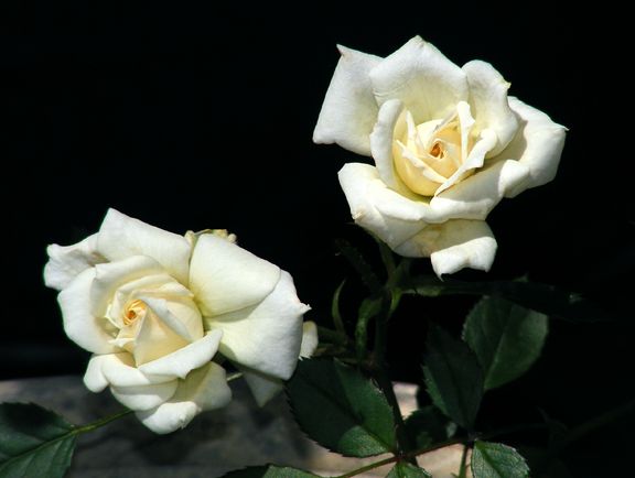 Constellation photo con2013_06160034_zps32c95801.jpg